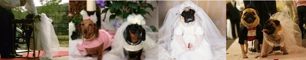 mariages-chiens