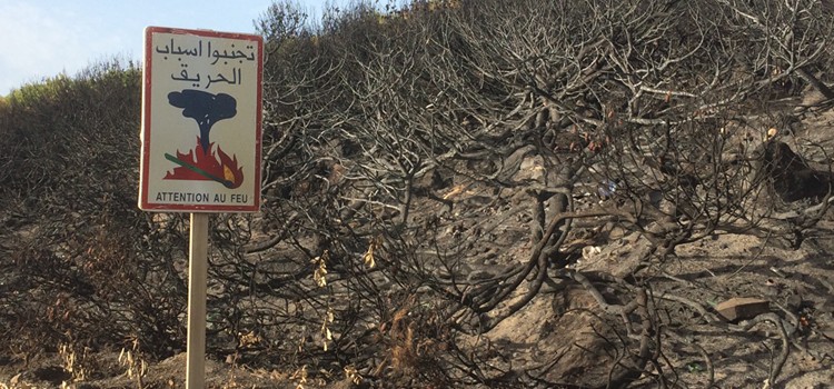230 ha de massifs forestiers partis en fumée à l’ouest de Tanger.