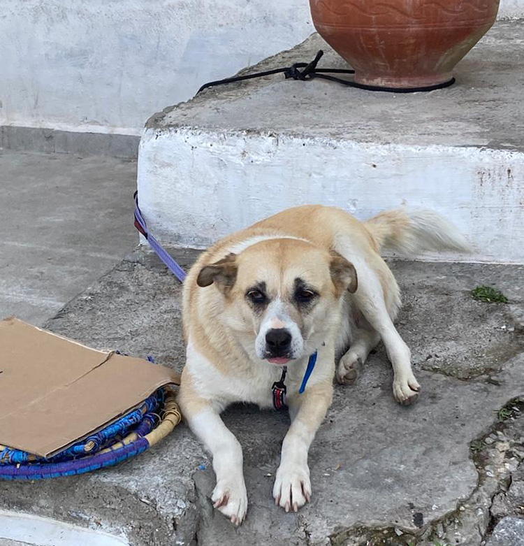 tanger-experience - le web magazine de Tanger - L'histoire de la chienne Rosa de la place du Mechouar
