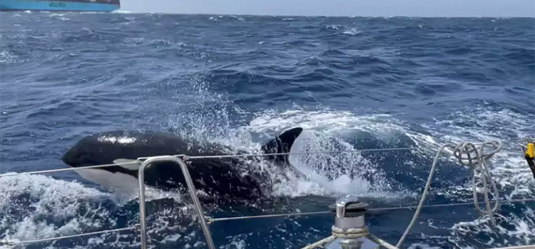 Un voilier coulé par des orques au large de Tanger Med.